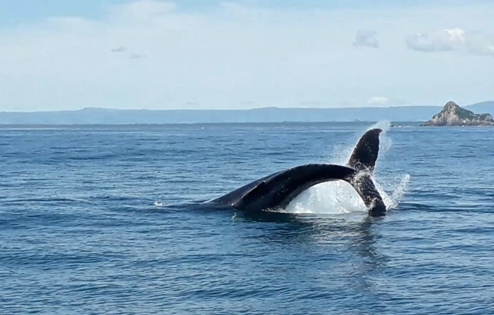 From Tauranga: Half-Day Swimming With Dolphins Tour - Customer Feedback and Recommendations