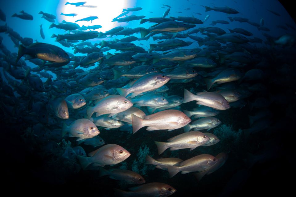 From Townsville or Magnetic Island: Yongala Wreck Dive Trip - Safety Precautions