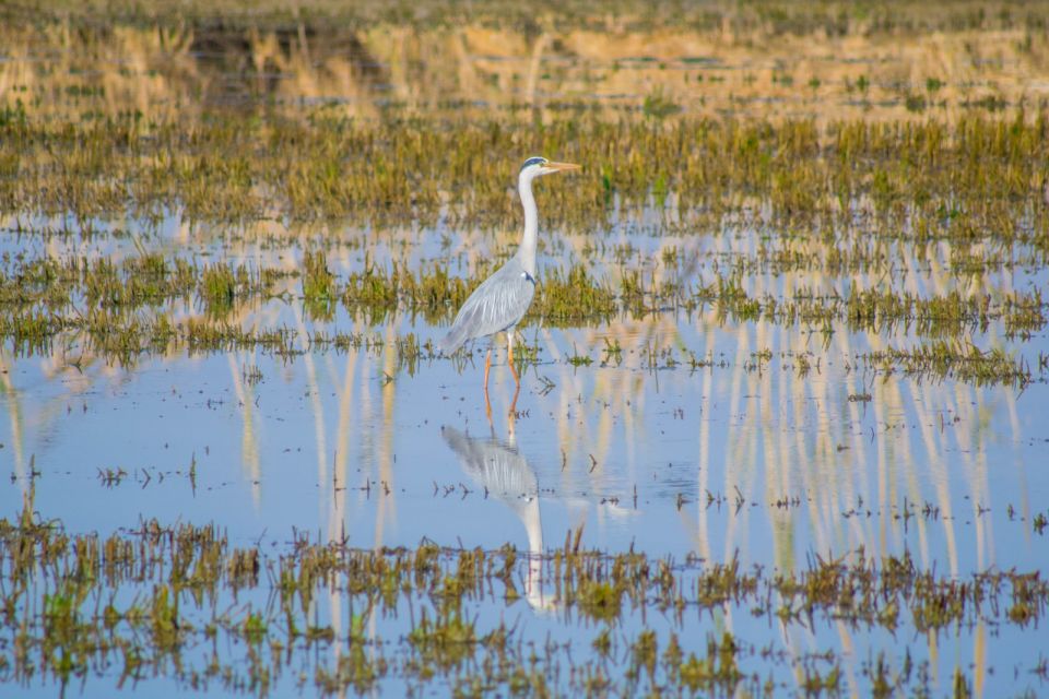 From Valencia: Albufera Day Trip With Boat Tour and Transfer - Background