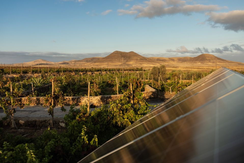 Fuerteventura: Tour of Bodega Conatvs Vineyard With Tasting - Additional Information