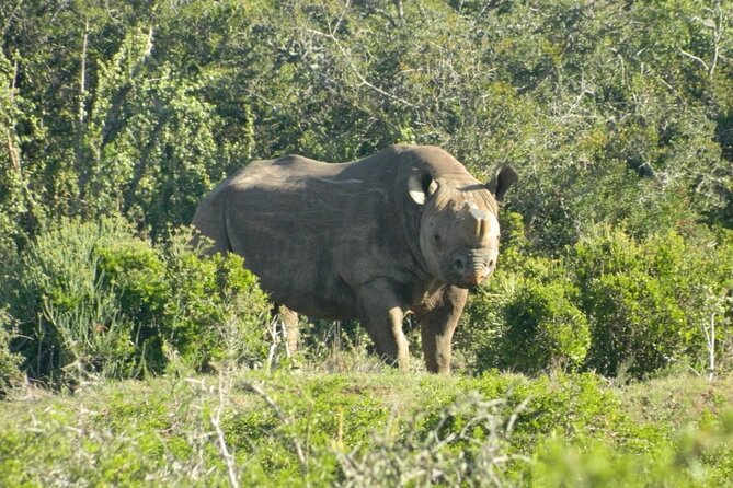 Full-Day Addo Elephant Park & Giraffe Walk Safari - Last Words