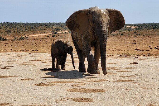 Full Day Addo Park Tours and Safari in South Africa - Booking Information