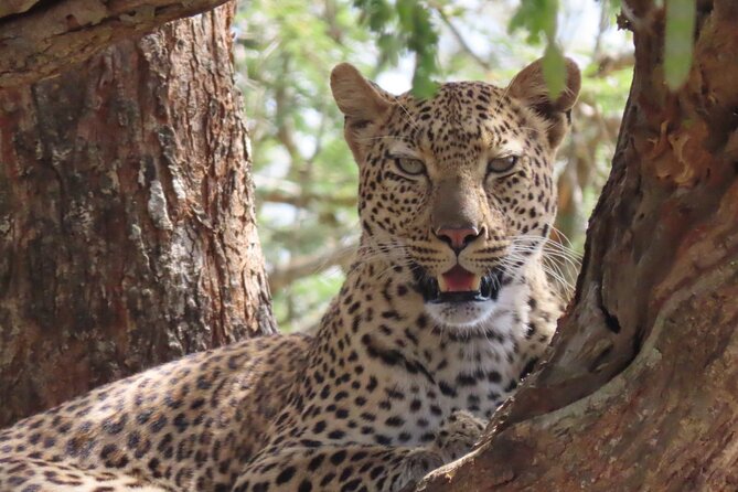 Full-Day Guided Tour in the Kruger National Park - Common questions