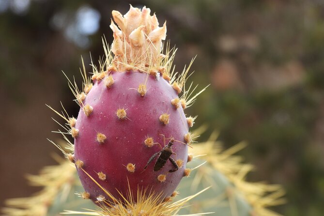 Full Day Hike in Joshua Tree National Park - Additional Resources