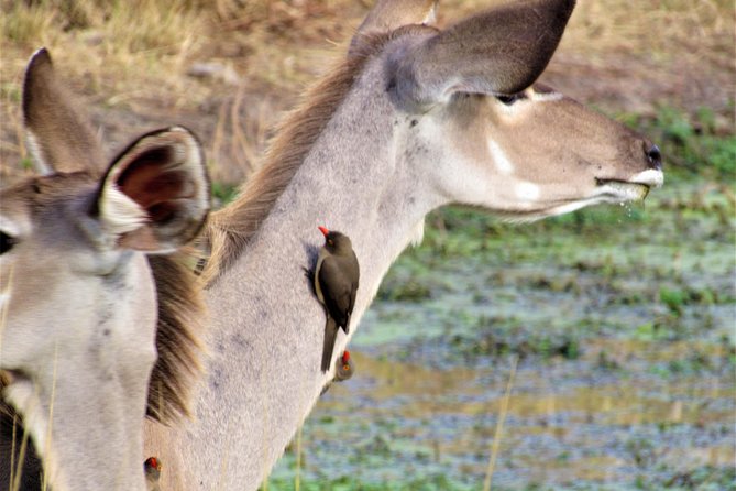 Full-Day Kruger National Park Safari - Customer Reviews