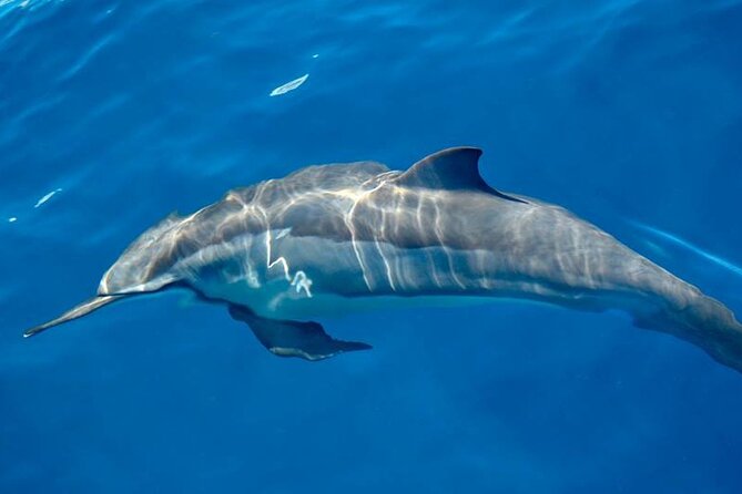 Full Day Looking for Dolphin House Sea Trip With Lunch - Hurghada - Booking and Pricing