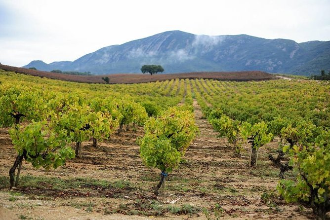 Full Day Private Wine Tour in Arrabida - Common questions