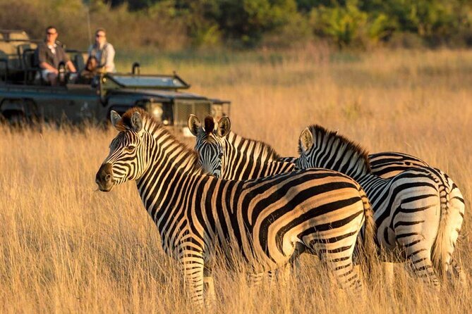 Full Day Safari From Durban to Hluhluwe-Imfolozi Game Reserve - Pricing and Special Offers