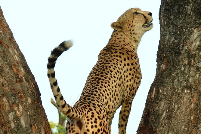 Full Day Safari in the Kruger National Park From Hazyview - Tour Logistics and Guidelines