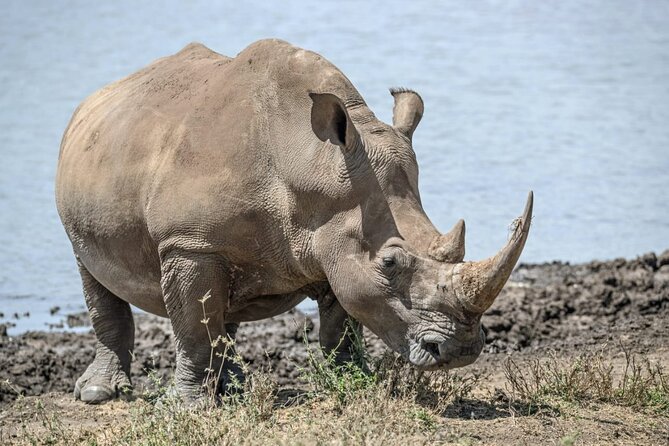 Full Day Safari Tour of Pilanesberg National Park, Open Jeep Experience - Booking Information