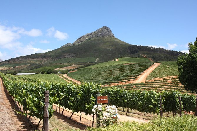 Full-Day Stellenbosch, Franschhoek and Paarl Wine Tasting Tour From Cape Town - Recommendations for Future Tours