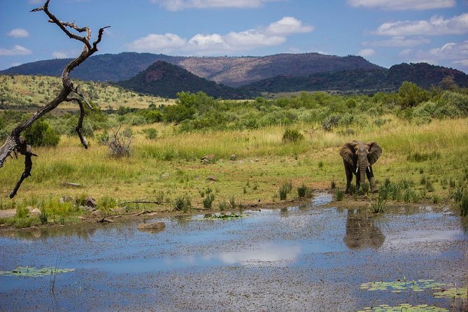 Full Day Ultimate Pilanesberg National Park Safari From Johannesburg or Pretoria - Booking Information