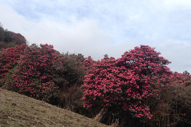 Ghorepani Poon Hill Trek - Questions and Assistance