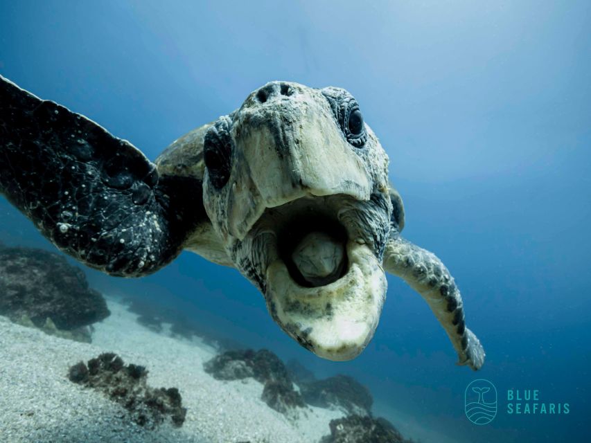 Gold Coast: Cook Island Snorkel Tour With Guide - Price and Duration