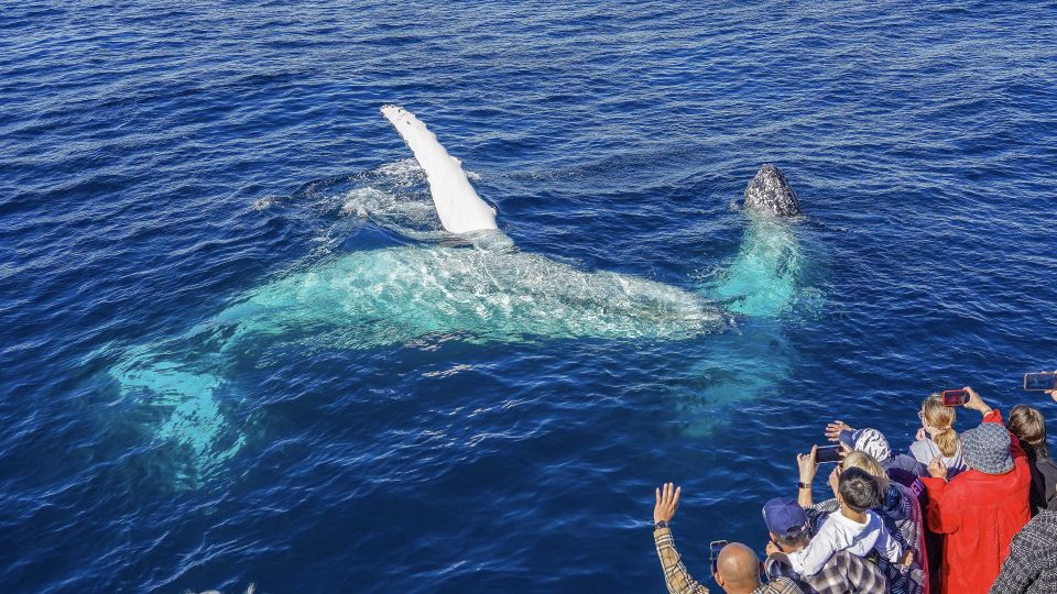 Gold Coast: Premium Whale Watching Cruise With Naturalist - Customer Reviews