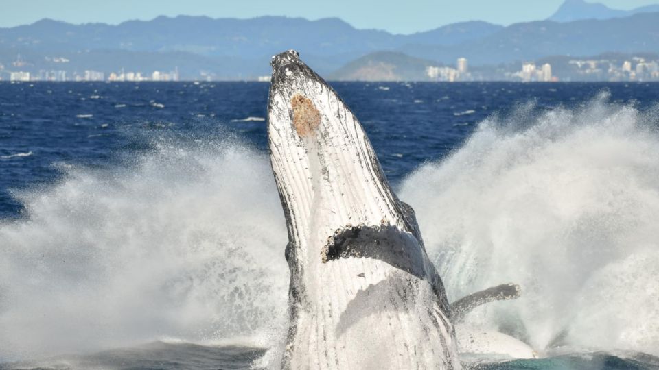 Gold Coast: Whale Watching Guided Tour - Important Information and Guidelines