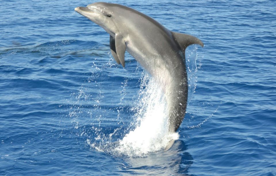 Gran Canaria: Dolphin and Whale Watching Cruise - Additional Information