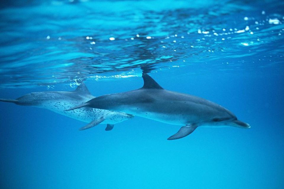 Gran Canaria: Dolphin and Whale Watching Cruise - Additional Information