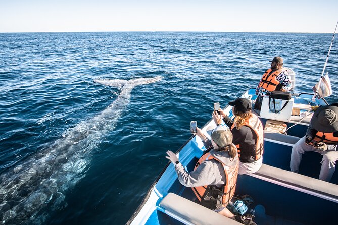 Gray Whale Watching Tour With Marine Biologist and Small Group - Common questions