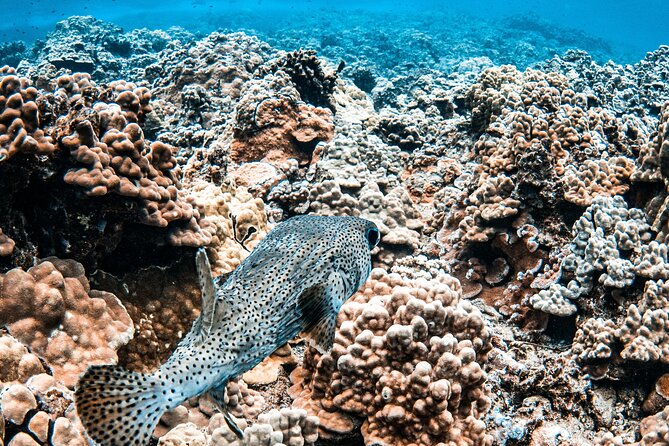 Half-Day Deluxe Molokini Snorkel Excursion in Maui - Safety Guidelines