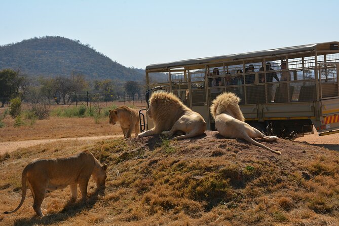 Half Day Lion Park Tour From Johannesburg or Pretoria - Directions to Lion Park