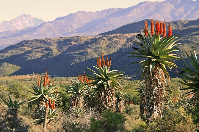 Half-Day Swartberg Pass PRIVATE Tour (Including Lunch & Transfer - Oudtshoorn) - Additional Information