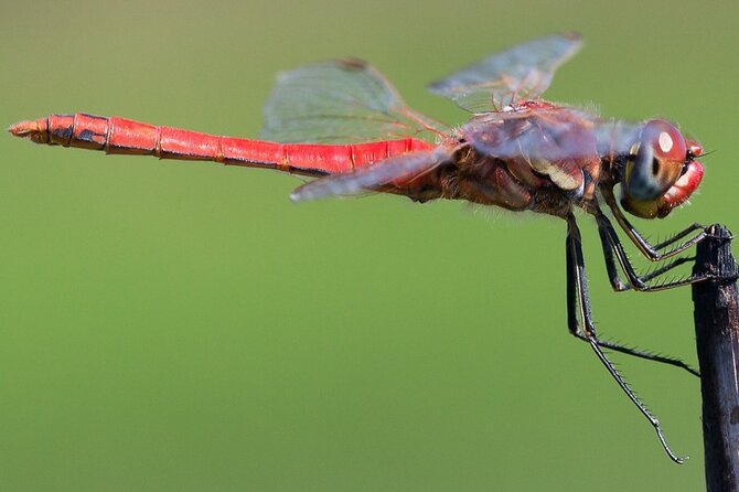 Half Day Walking Tour in Ria Formosa Nature Park - Cancellation Policy