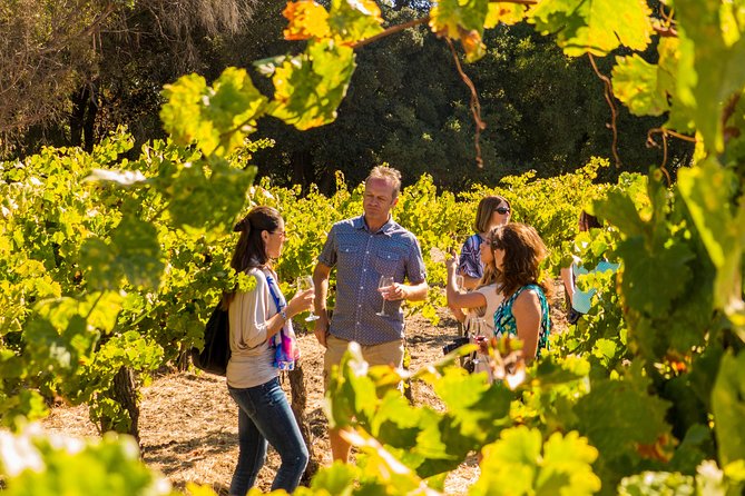 Half-Day Wine Country Tour From San Francisco - Viator Experience Insights