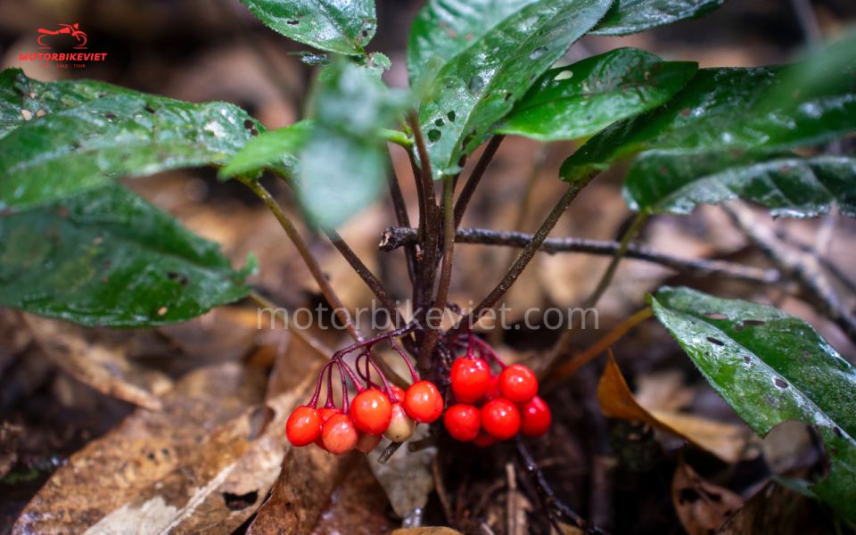 Hanoi Tour: Pu Luong Trekking Tour 3 Days 2 Nights - Reserve Now & Pay Later