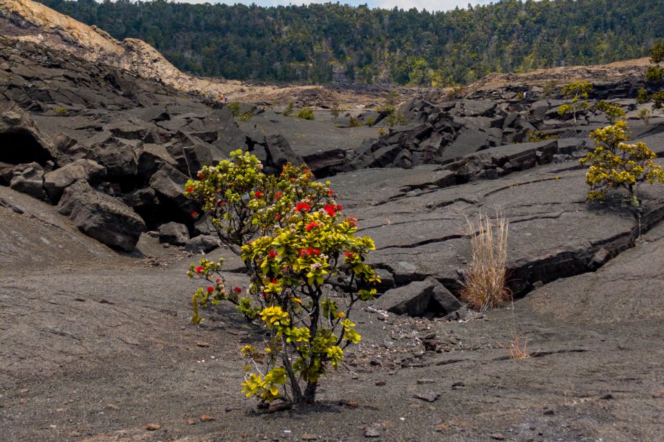 Hawaii Volcanoes National Park: Self-Guided Driving Tour - Important Information