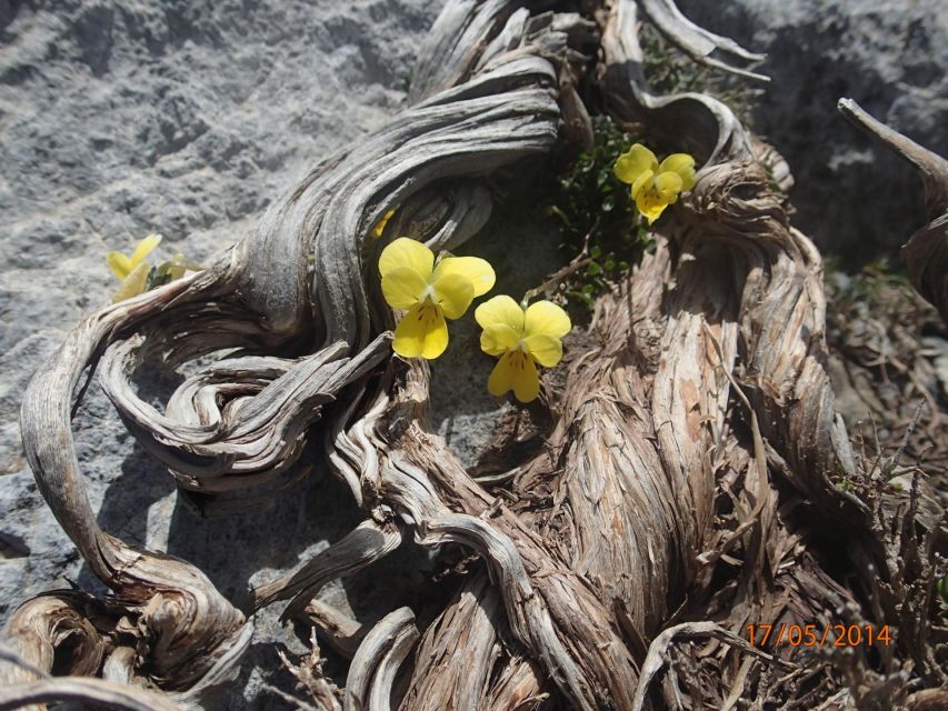 Heraklion: Springtime Plant Walk and Birdwatching in Nature - Common questions