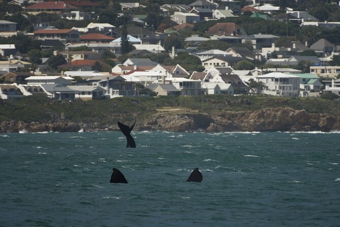 Hermanus Land Based Whale Walking Tour With Dave De Beer - Cancellation Policy