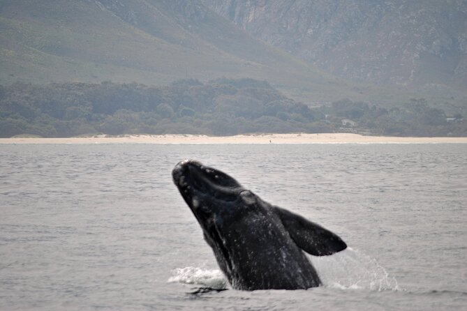 Hermanus Whales and Wine Full Day Private Tour - Terms and Conditions