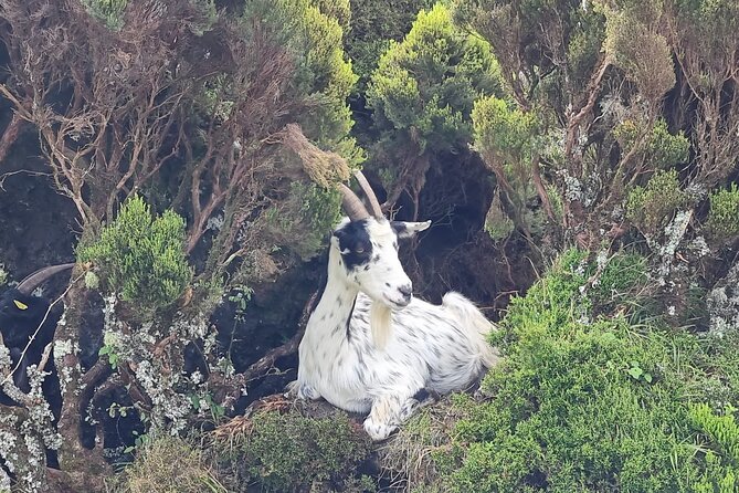 Hike 3 Hours Inland Terceira Island - Last Words