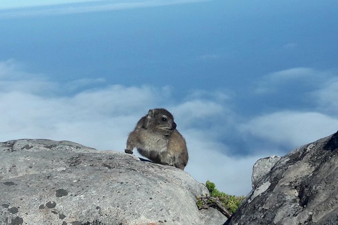 Hike Table Mountain via Kasteels Poort Morning Tour - Common questions