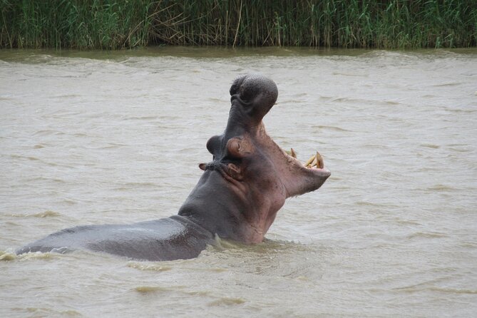 Hippo and Croc Boat Cruise in Saint Lucia With Pick-Up - Common questions