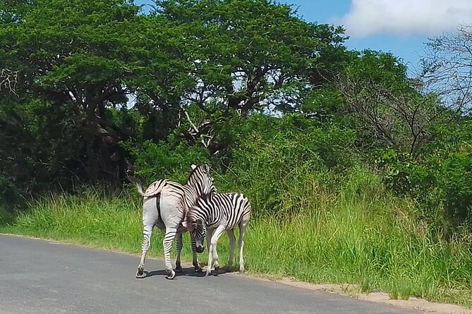 Hluhluwe Imfolozi Park And Isimangaliso Wetlands Park .st Lucia - Pricing and Booking Information