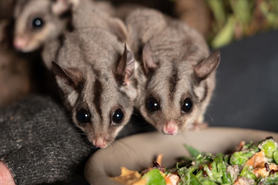 Hobart: Bonorong Wildlife Sanctuary Guided Night Tour - Common questions