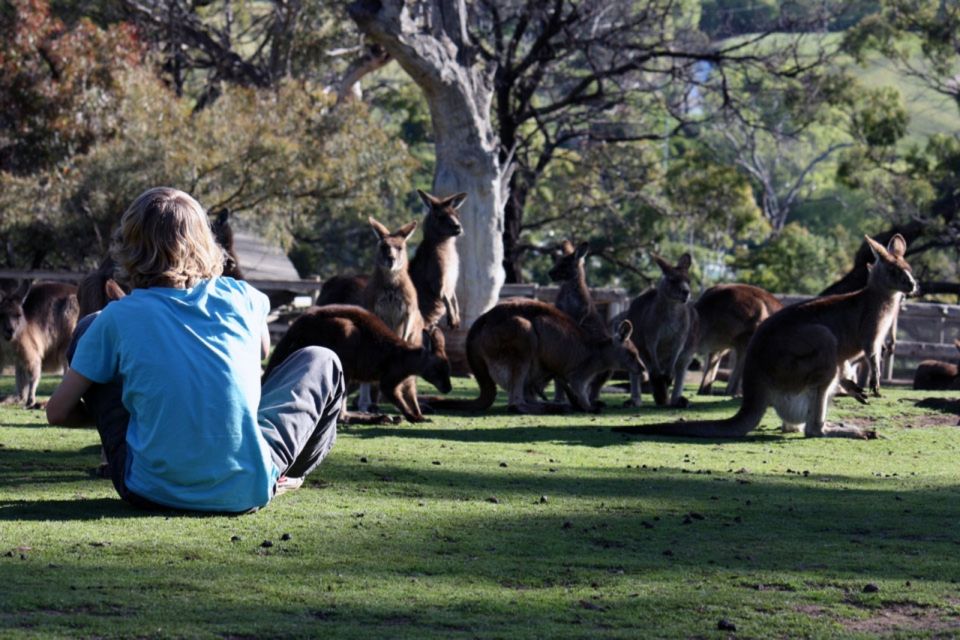 Hobart: Full-Day Bonorong Wildlife Sanctuary & Richmond Tour - Duration & Price