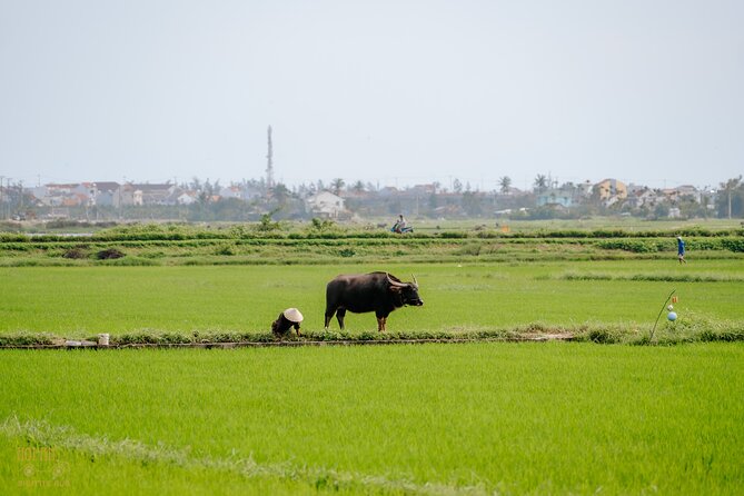 Hoi An Countryside Experience by Electric Car - Cultural Immersion Stops