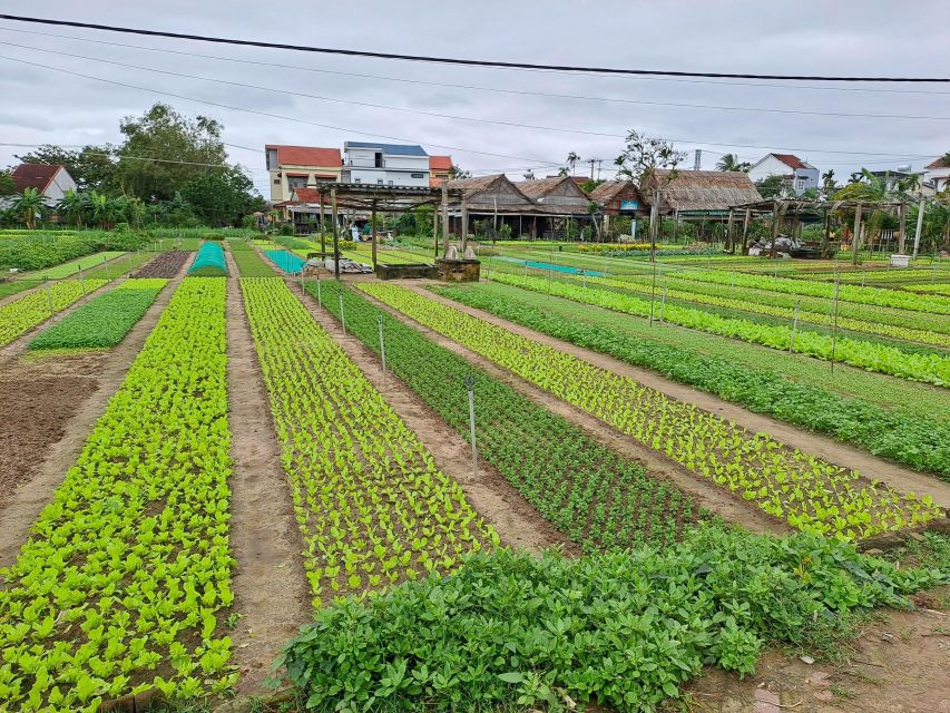 Hoi an Eco Tour: Biking, Basket Boat, Buffalo, Foods - Important Notes