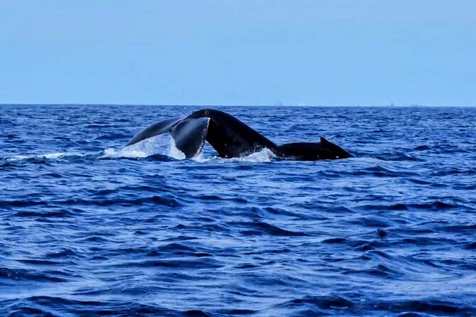 Honolulu Private Whale-Watching Cruise  - Oahu - Cancellation Policy