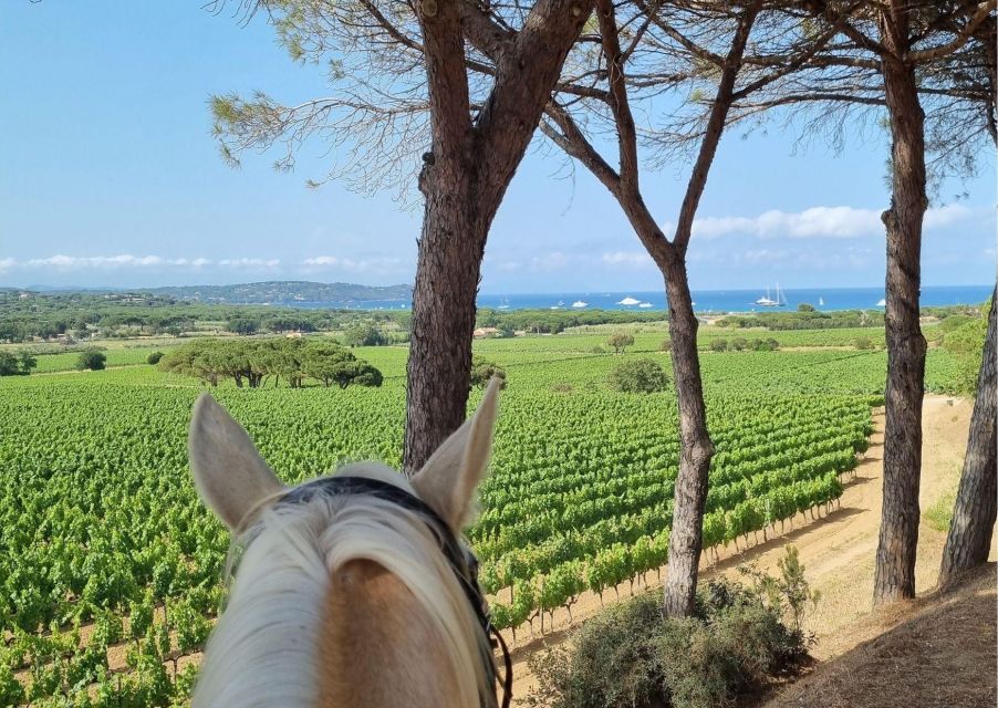 Horse Back Riding + Wine Tasting in Ramatuelle - Safety and Guidelines