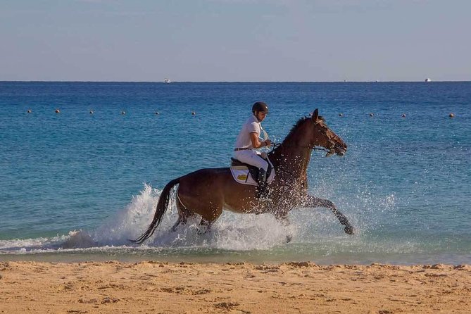 Horse Riding Tour 2 Hours Sea and Desert With Transfer - Hurghada - Reviews and Pricing