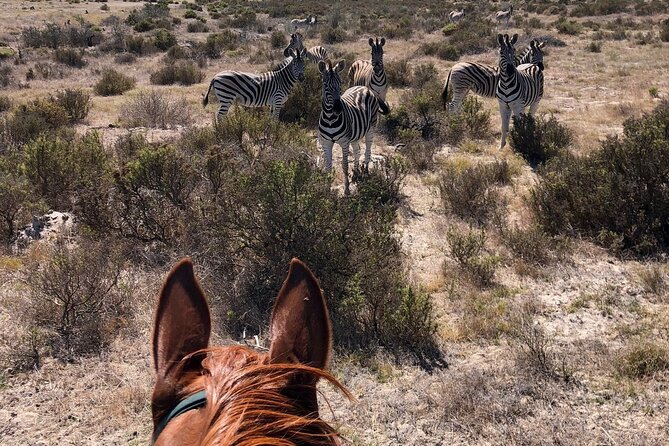 Horse Safari & Beach Ride Western Cape - Final Thoughts