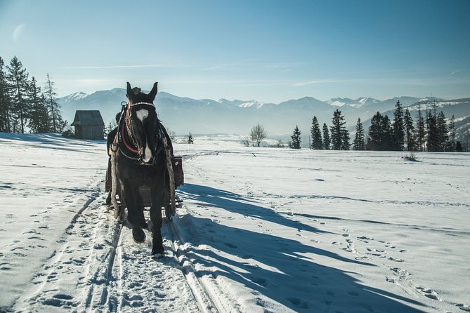 Horse Sleigh Ride in the Polish Countryside, Private Tour From Krakow - Cancellation Policy