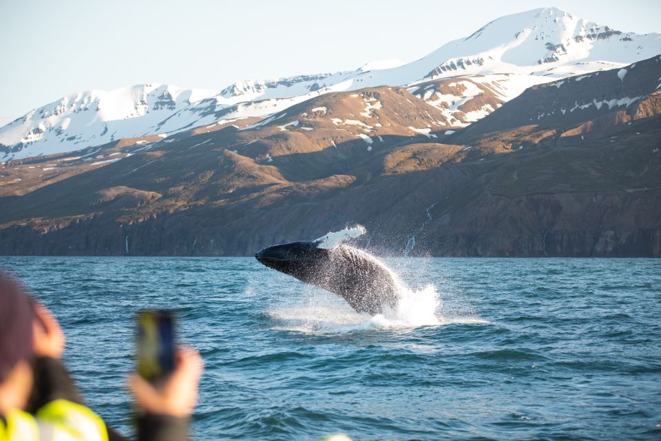 Húsavík: Whale Watching on a Carbon Neutral Oak Boat - Common questions