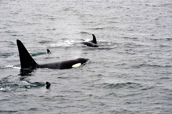 Icy Strait Whale & Wildlife Endeavor - Common questions