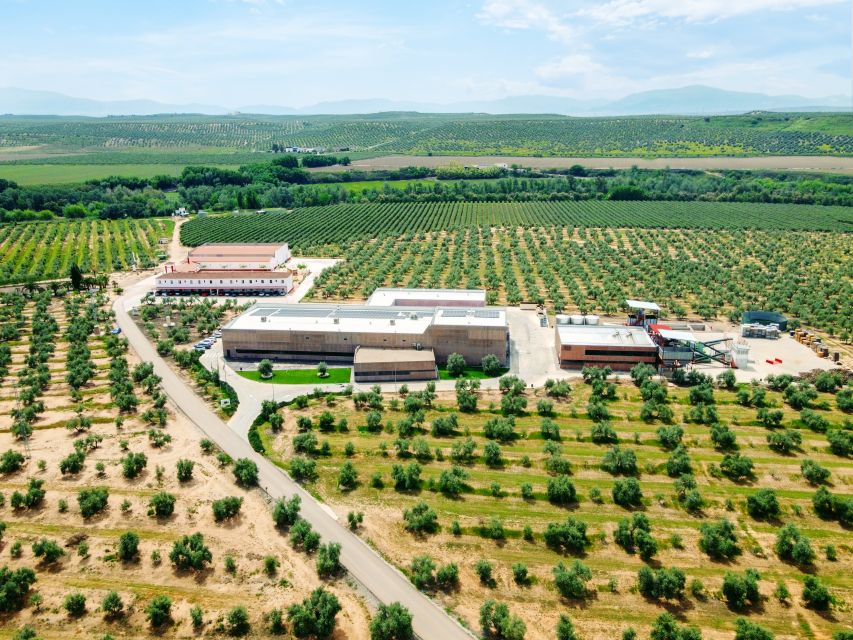 Jaen: Olive Oil Tour With the 5 Senses, Grove and Tasing - Important Participant Information