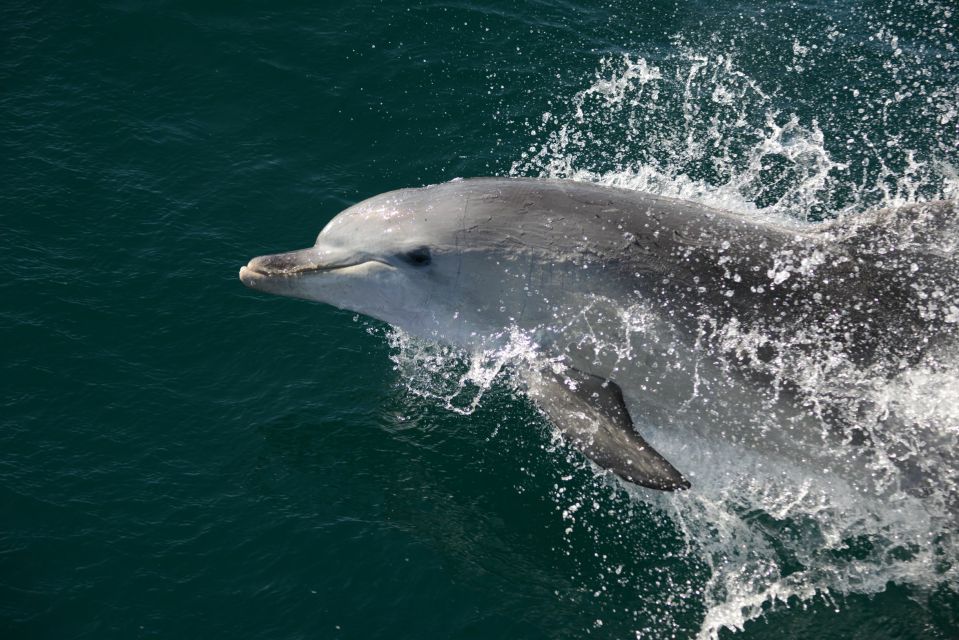 Jervis Bay: 1.5-Hour Dolphin Cruise - Pricing and Duration